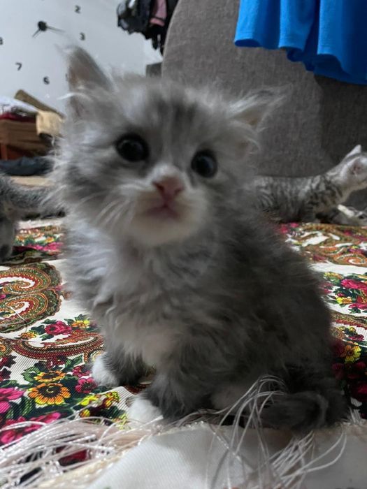 Котята красивые. Алматы