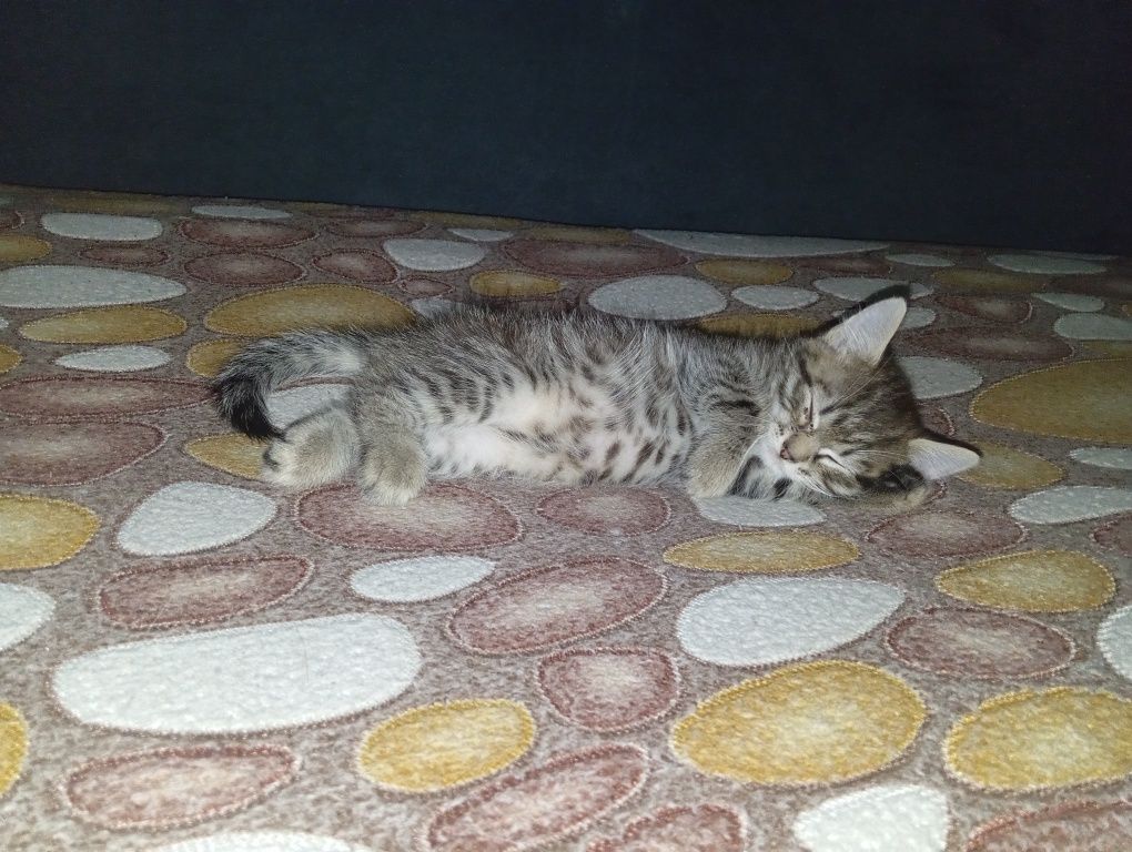 Срочно котятки ищут дом