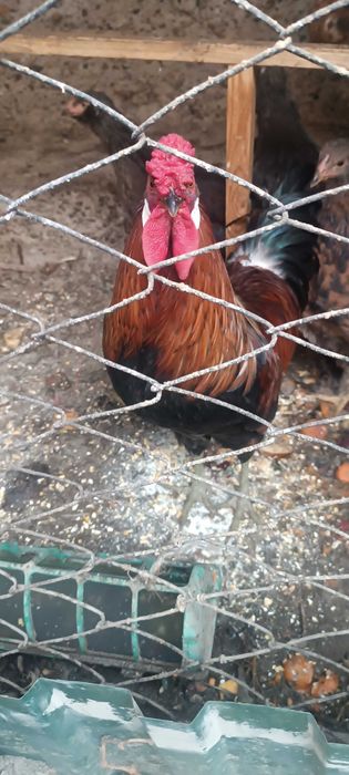 Xo'roz sotiladi 150 ming sum