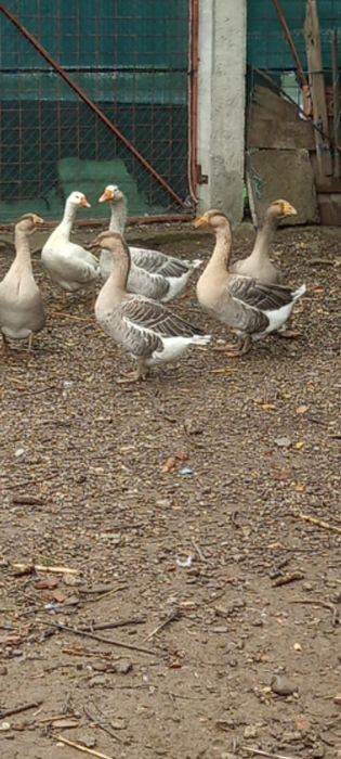 Curcani gâște 2025