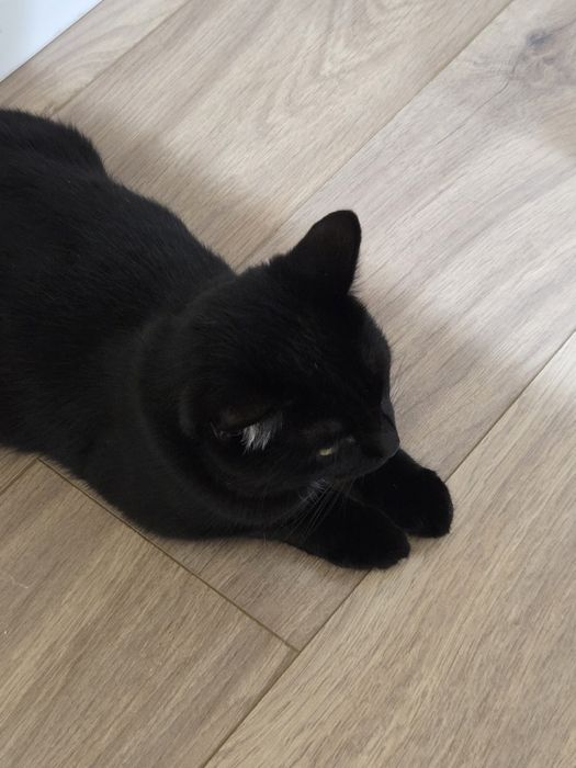 кот породистый 11 мес