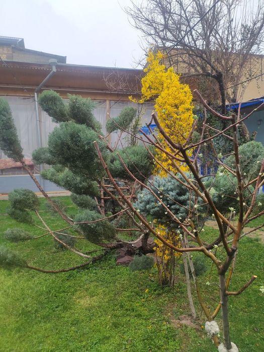 Archa narxini kelishamiz