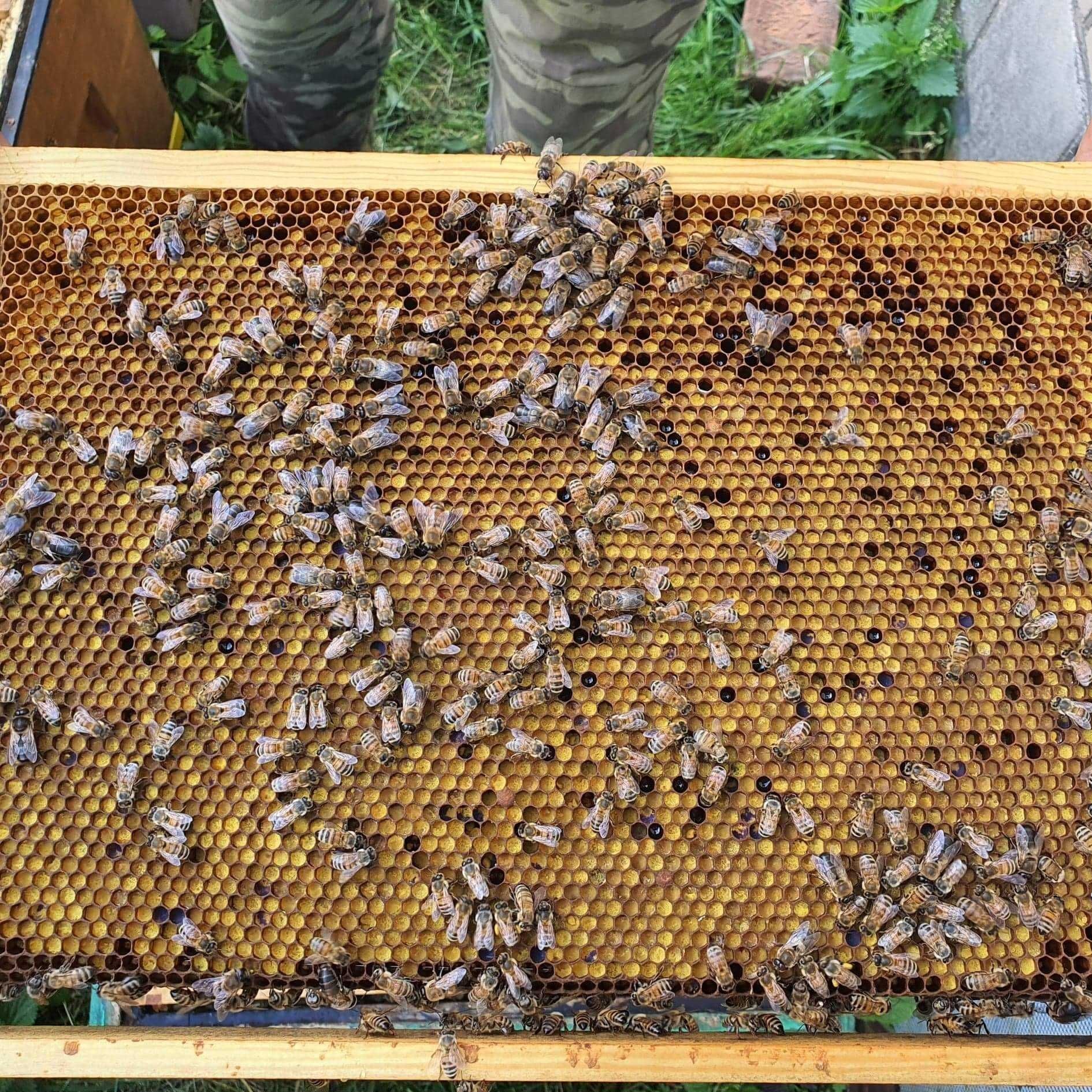 Пчелни отводки 2024 година