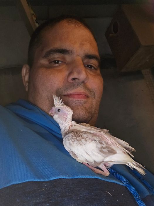 Pui nimfa de crescut la seringa