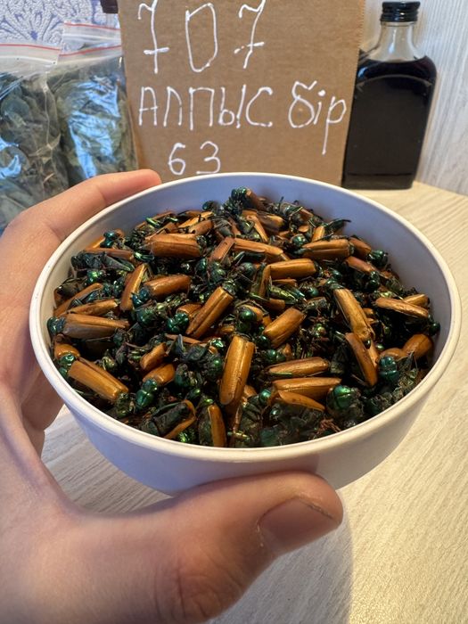 Алтын коныз майский жук