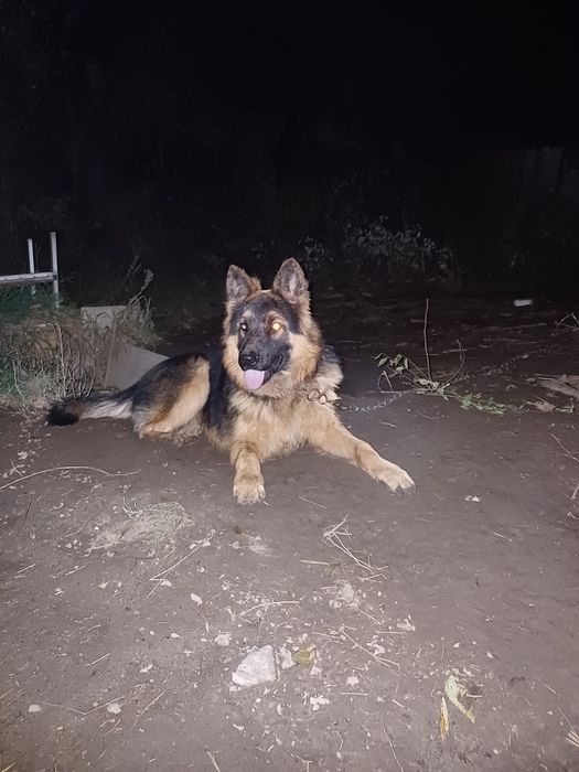 Немецкая овчарка