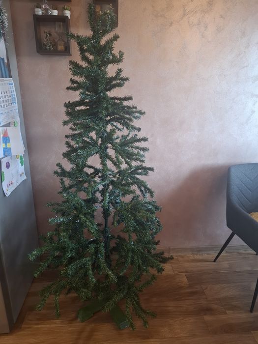 Елха 1.80см висока