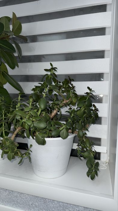 продам денежное дерево