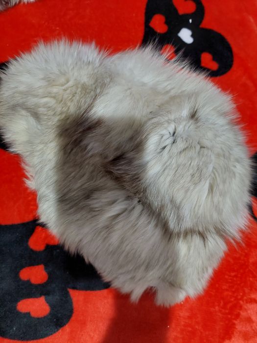 Căciulă blana vulpe