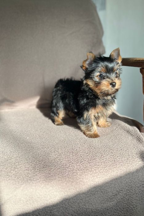 Yorkshire Terrier