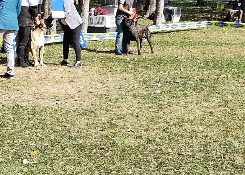 Mascul Dogo Presa Canario cu pedigree Giurgiu