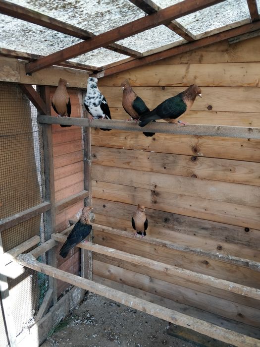 Vind porumbei arhangheli