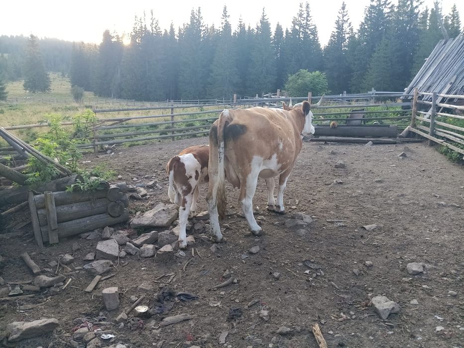 Vând vacă , vârsta 7 ani