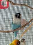 Vand papagal Agapornis Personata deosebit