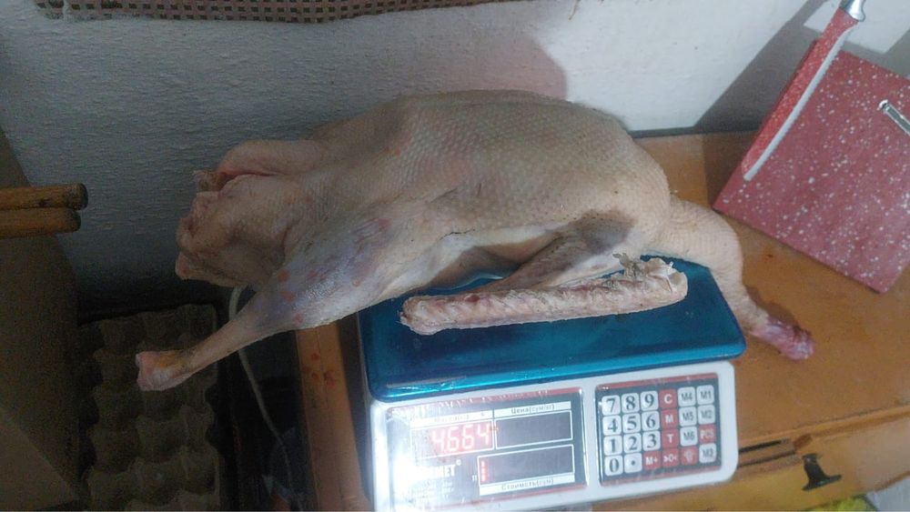 В продаже тушки гусей