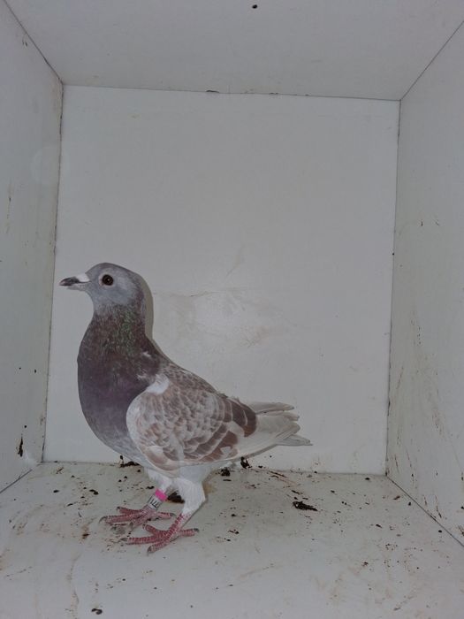 Porumbei voiajori, femele si tineret