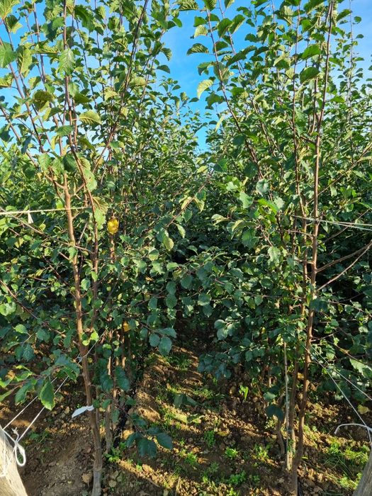 Pepiniera Cristea Ioan