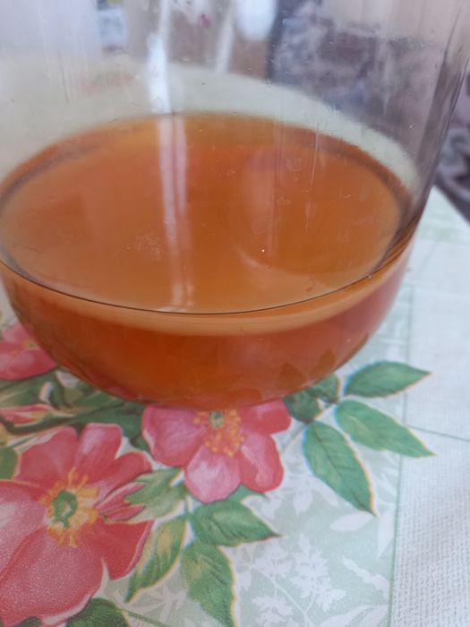 Продам чайный гриб