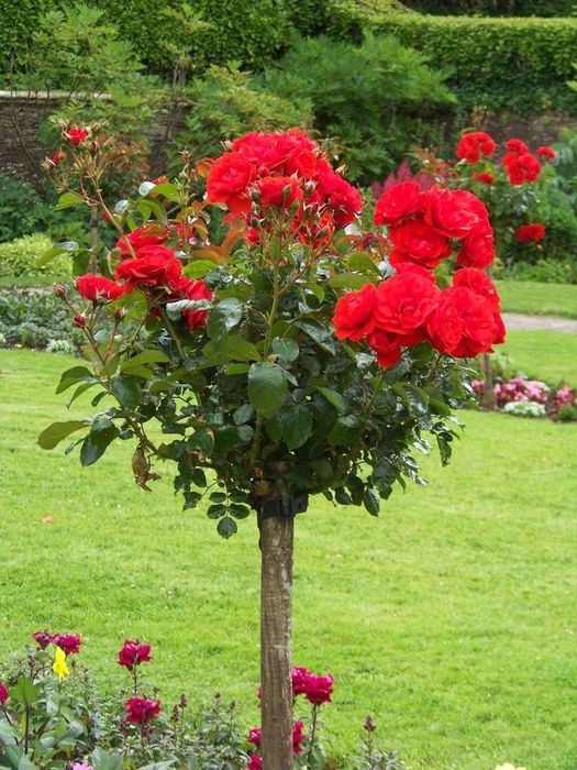 Trandafiri Pomișor (Diferite Culori Și Nuanțe)