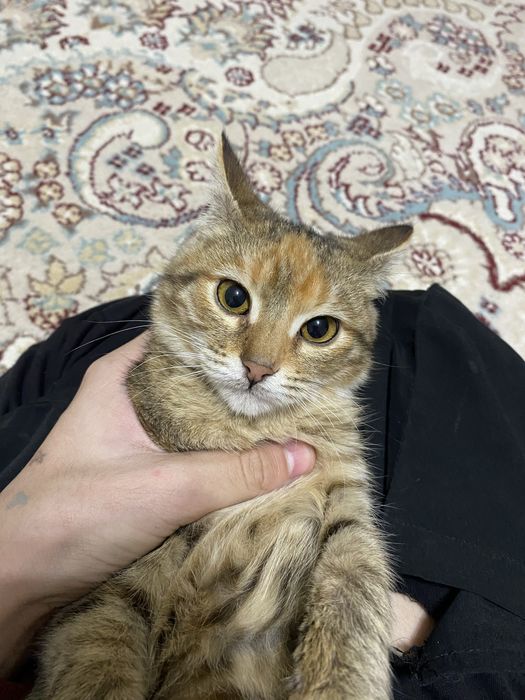 Мысық шотланский суйкімді өте жақсы