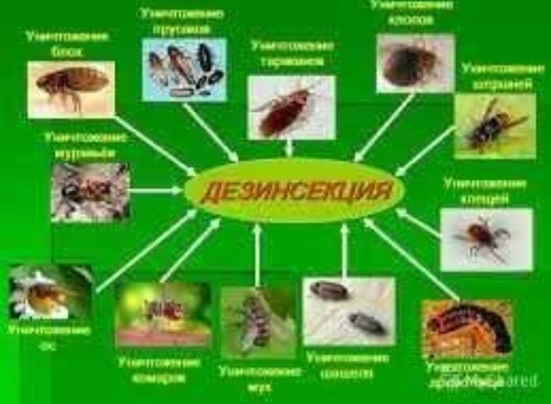 Dezinfeksiya xizmati 24/7