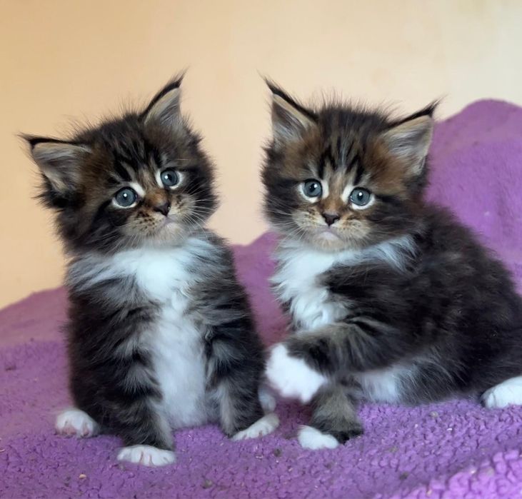 Котята мейн-кун из проф питомника.