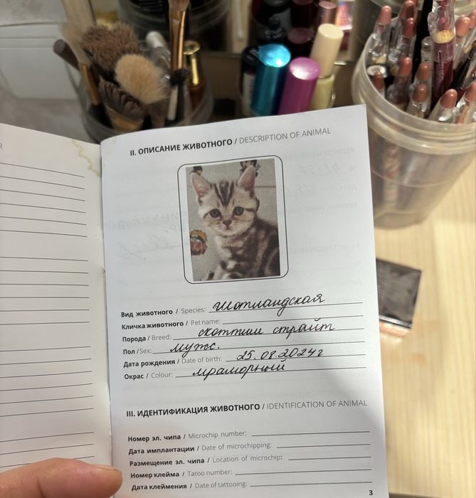 Кот шотландский скоти страйт