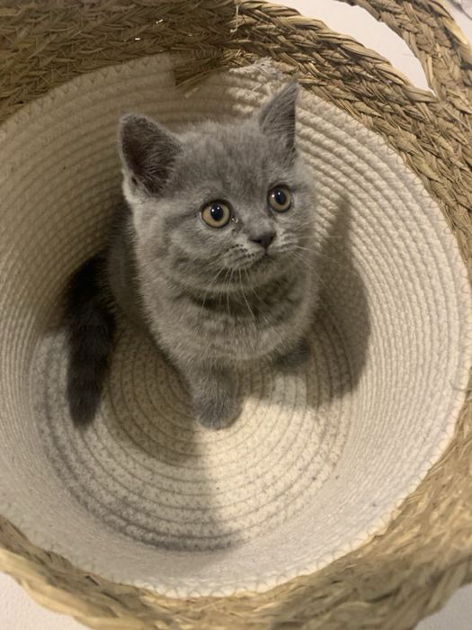 Британска късокосместа