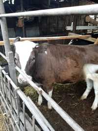 Телки от молочных коров