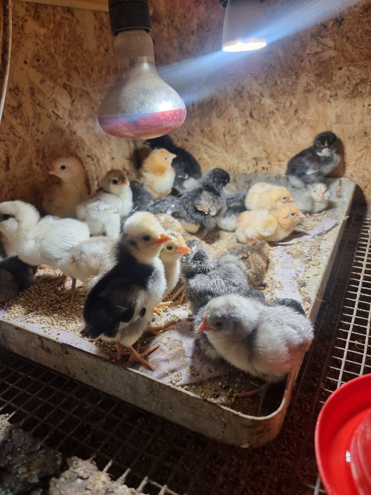 Pui Marans Araucana Combatant Marans