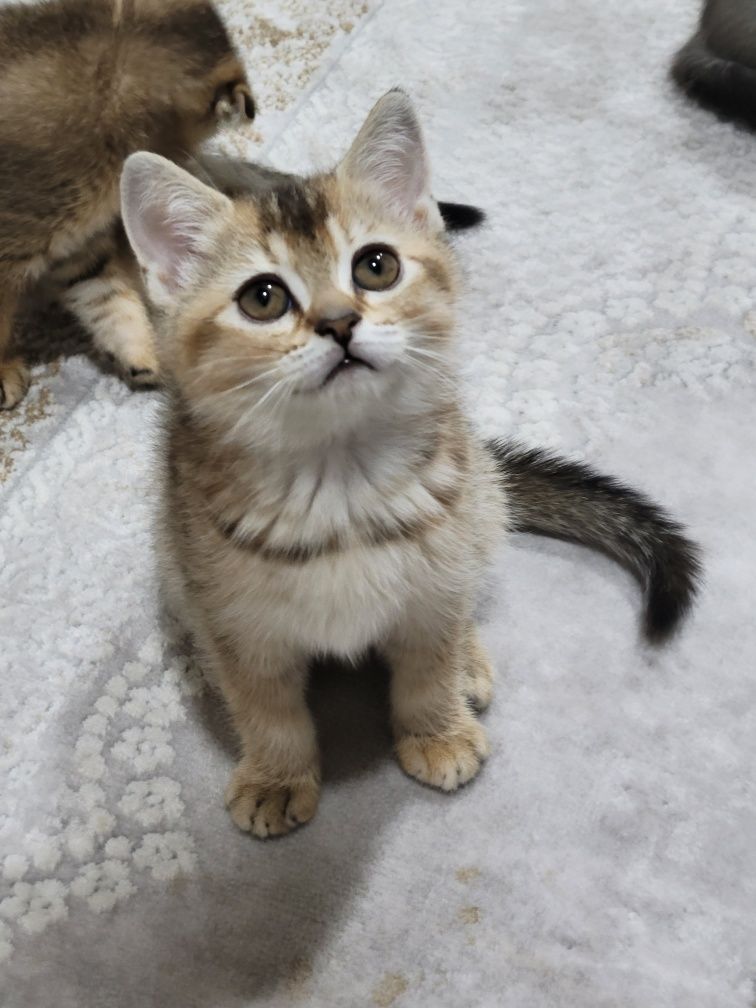 Scottish fold va Scottish stright
