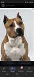 Donez câine amstaff