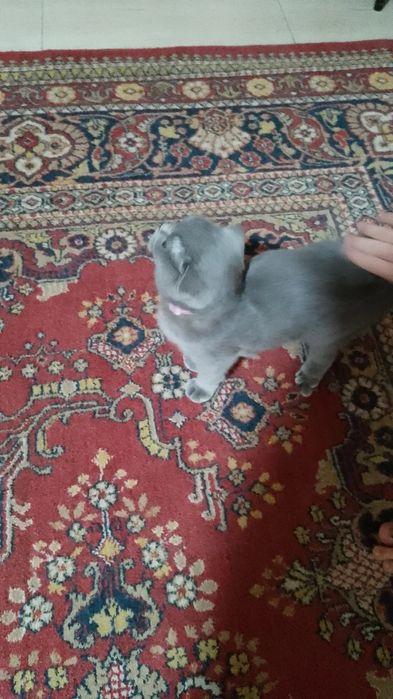 Skoch foold parodali mushu srochni sotiladi