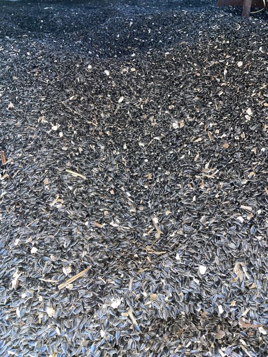 FLOAREA SOARELUI recolta 2025-- 3 lei/kg