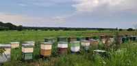 40 de familii de albine - 350 lei - Ciocănești, Dâmbovița 2024