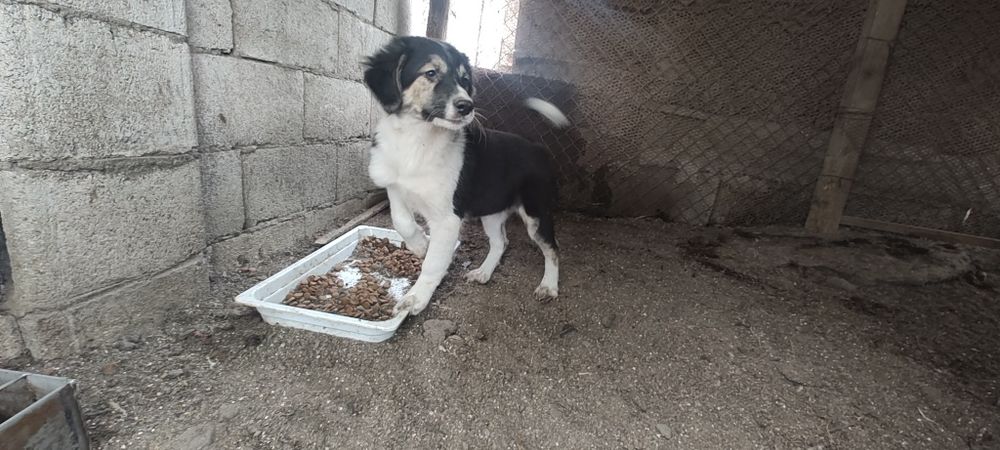 Кученцата се ПОДАРЯВАТ!