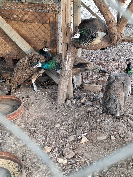 продавам индийски пауни