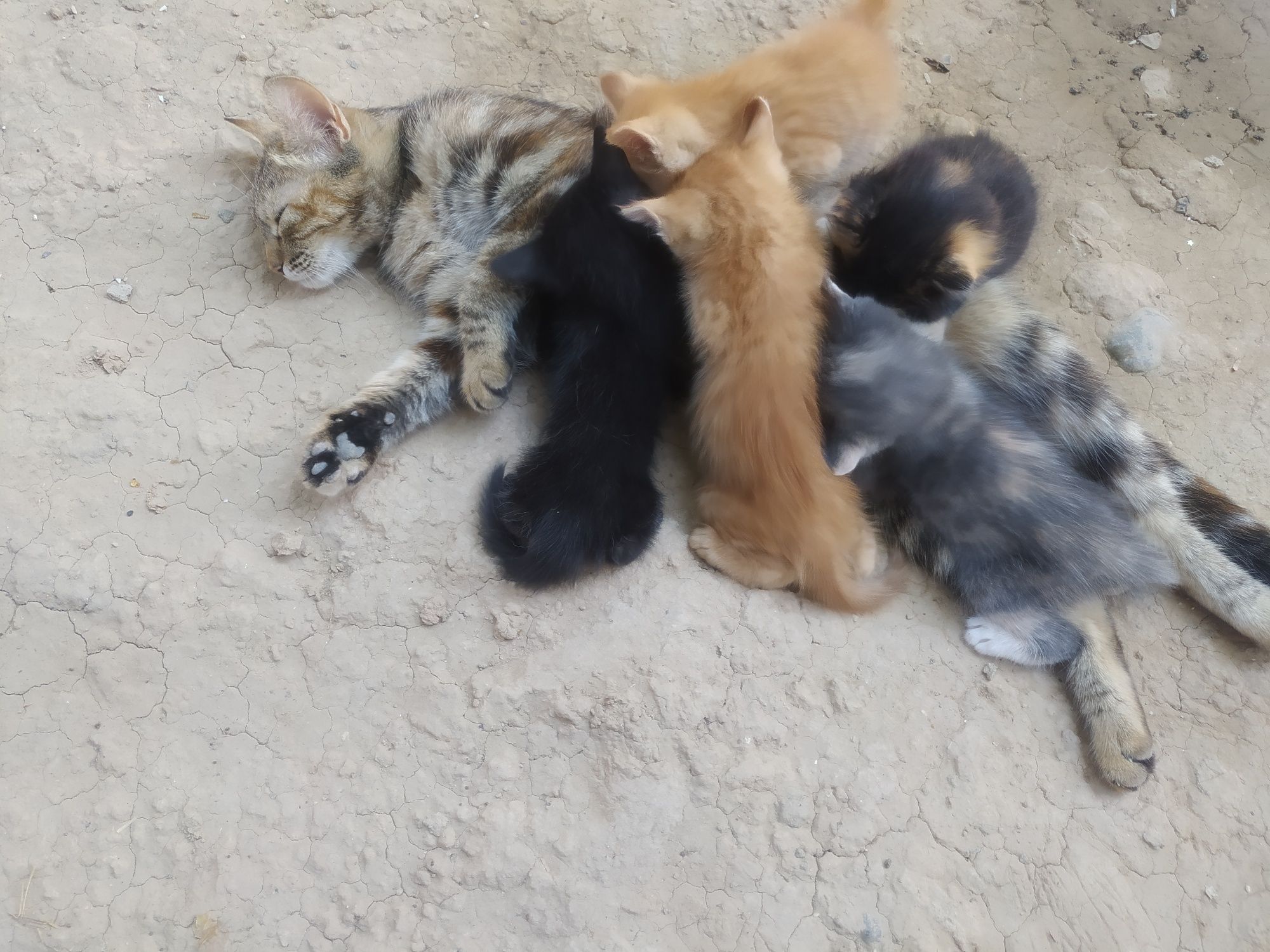 Кошка.мушук.кошка