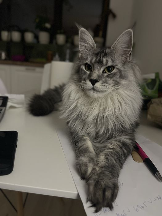 Femela Maine Coon silver tabby