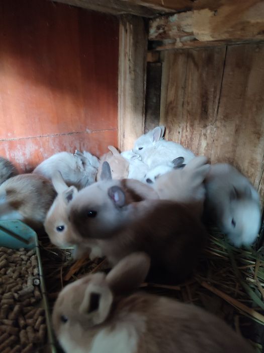 Кролики декларативныи