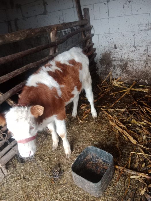 Vând vacă bălțată românească