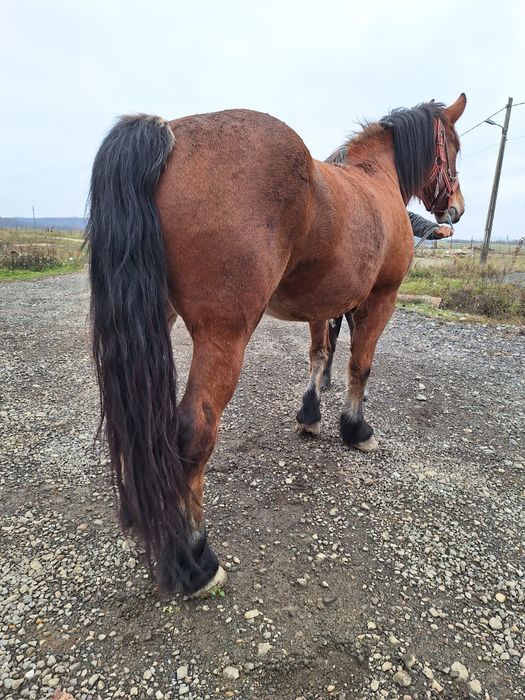 Vand sau schimb iapa de trei ani