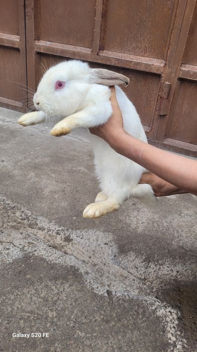 Quyon sotiladi sog'lom. Hali bolalamagan