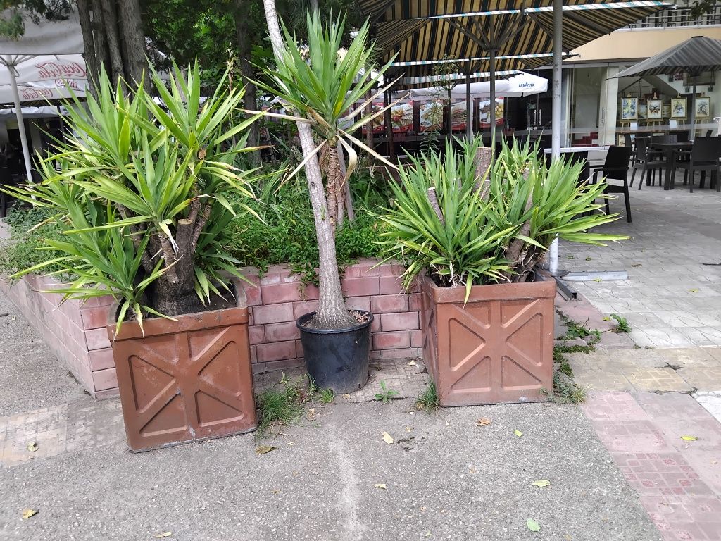 Продавам палма Юка / Yucca, 30 годишна, 1.5 м. височина, 2 броя.