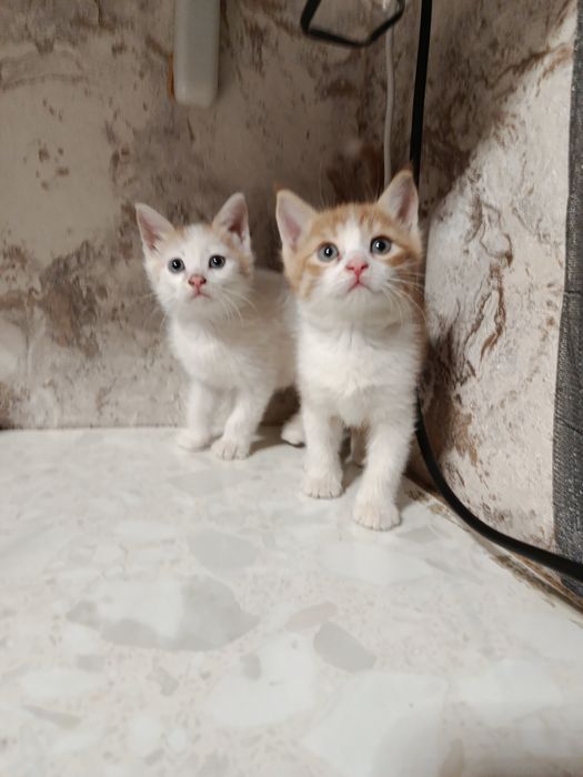 Продаются котята