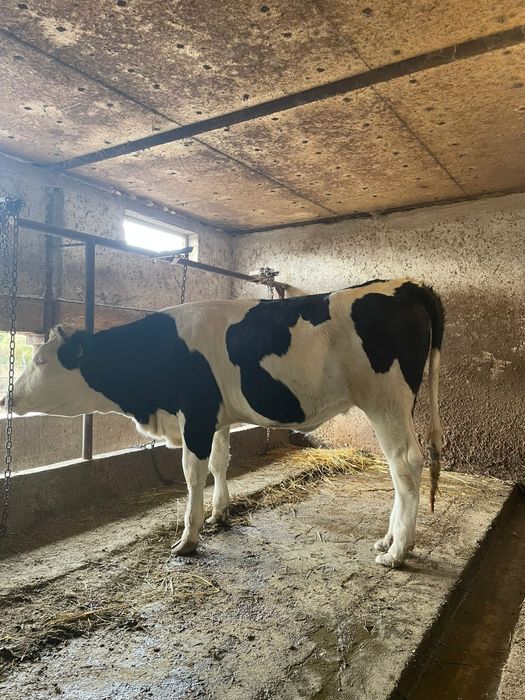 Vând vițele gemelare