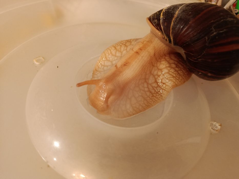 Улитка отдам бесплатно