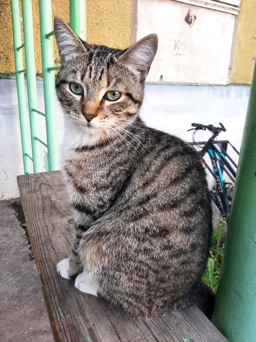 Красивый котик ищет дом