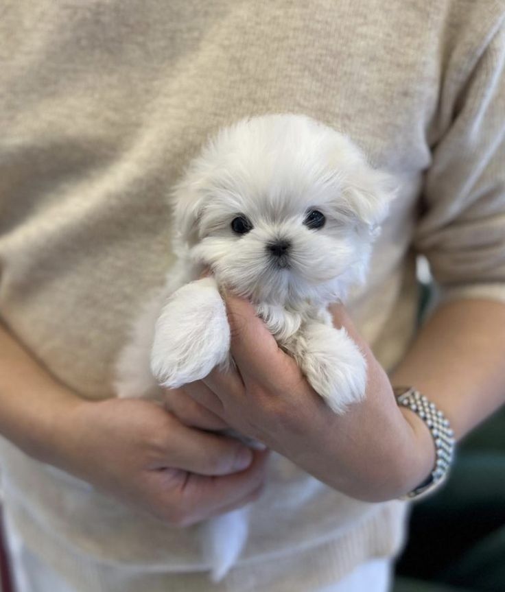 Bichon maltez mini toy
