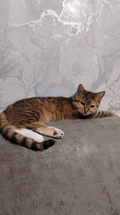 Отдам котенка девочка